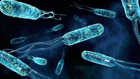 Смерть от бактерии в 2050 году станет обыденностью