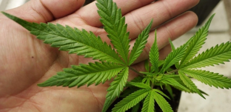 Австралийцы готовы выращивать марихуану в лечебных целях