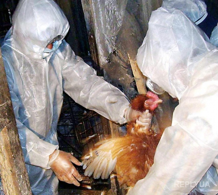 В Египте зафиксировано пять смертельных случаев от вируса птичьего гриппа