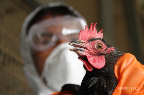 В Канаде зафиксировали птичий грипп