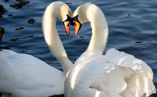 Чудо-озеро во Львовской области так и манит белых птиц!