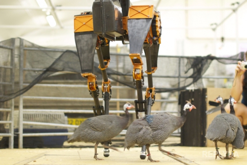 Робот-птица 100 км/ч новая разработка США