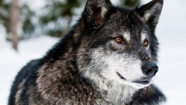 В Полтавскую область перебрались волки-людоеды из АТО