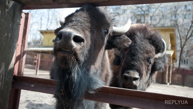 В Киевском зоопарке обнаружено расхищение более 7 млн. грн.