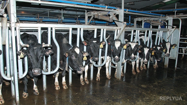 В Израиле решили субсидировать молочные фермы