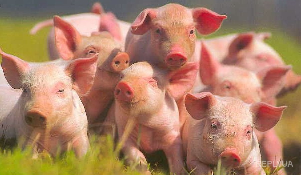 В Украине падает спрос на дорогую свинину из Бразилии