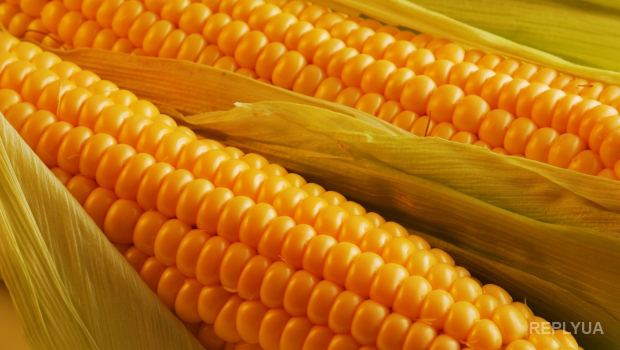 Украинская кукуруза пользуется спросом во всем мире