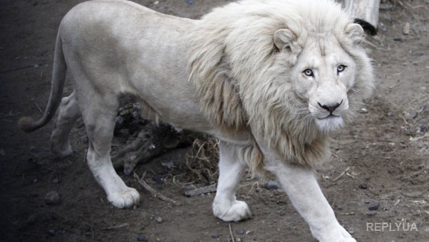 По факту гибели животных в зоопарке Тбилиси будет проведено расследование