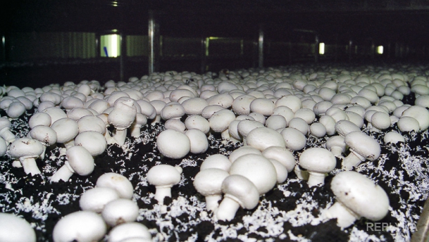 Польша поделилась секретом, как стать первым экспортером грибов