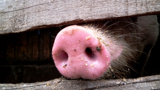 Свиная чума добралась до фермерских хозяйств Украины