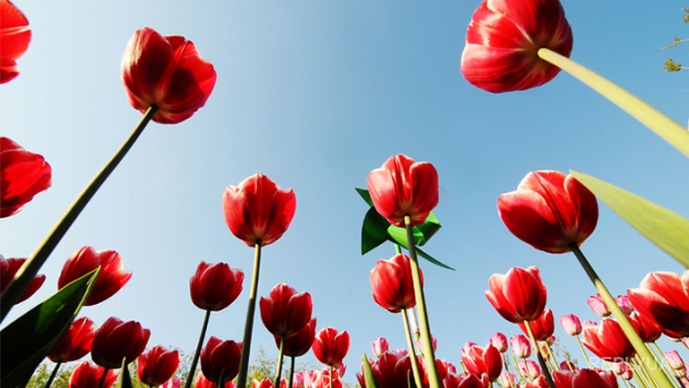 Власти РФ решили отказаться от «некачественных» голландских цветов