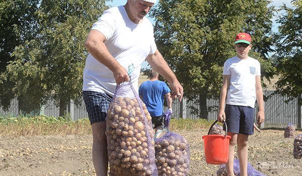Лукашенко похвастался урожаем картофеля - лично собрал 70 мешков