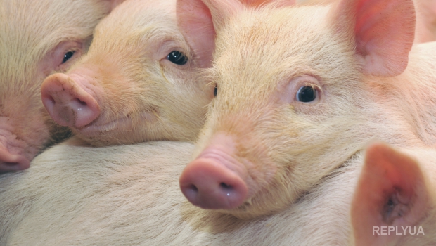 В Испании начала свою работу пятизвездочная свиная ферма