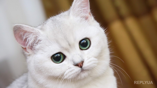 Исследователи обнаружили, почему кошки независимы