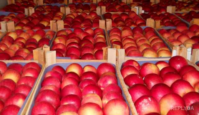 Польша заняла первое место по экспорту яблок благодаря России