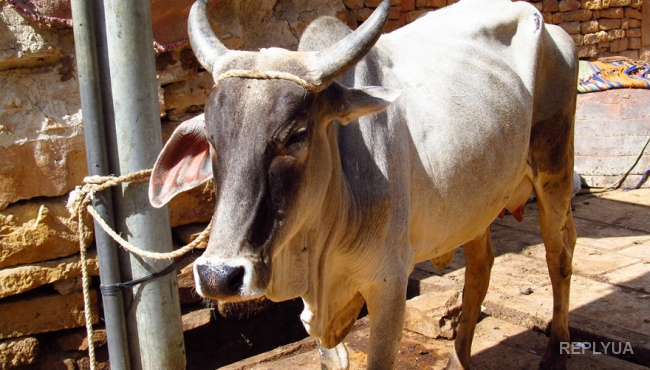 Индусы ведут бойкую торговлю коровьими «отходами» через Интернет