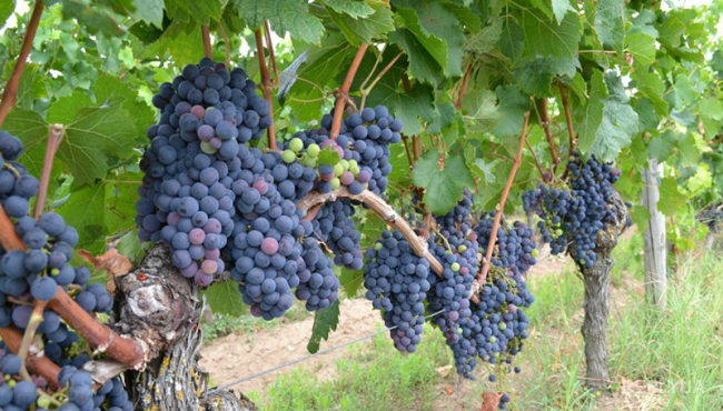 Виноделы Франции с позором уступили место лучших конкурентам
