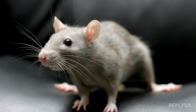 В ДНР новая проблема: регион «атаковали» миллионы мышей