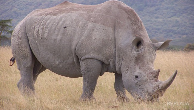 На земле есть всего три особи северных белых носорогов