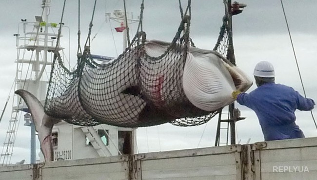 Японцы начинают китобойный промысел, несмотря на запрет Международного суда