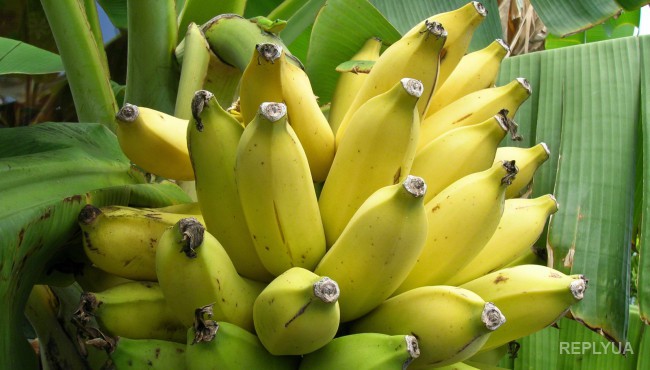 Любителям бананов придется забыть вкус фрукта – он на грани исчезновения
