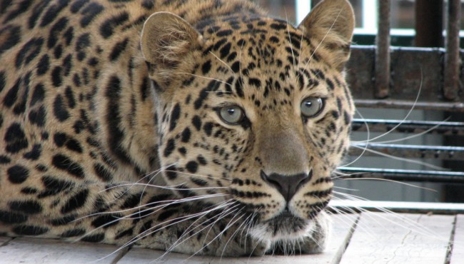 В Крыму гибнут животные в зоопарках