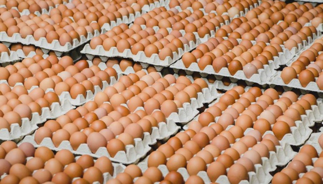 Известны результаты по проверке яиц на сальмонеллу