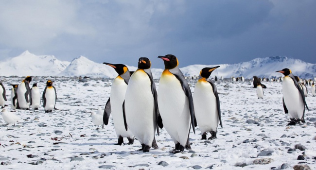 Зафиксированы рекордные температуры в Антарктиде – ученые бьют тревогу