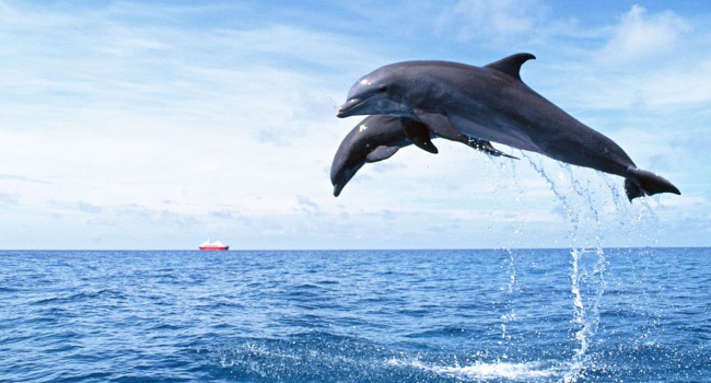В Индии дельфинов приравняли к людям