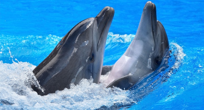 В России появятся «боевые» дельфины
