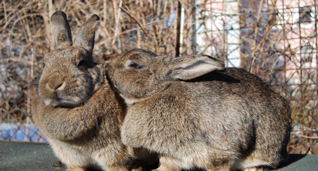 В США нашли семью гигантских кроликов