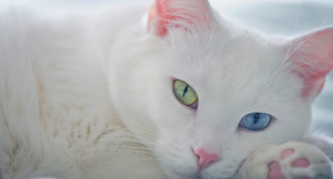 Пользователи нашли самого необычного кота в мире