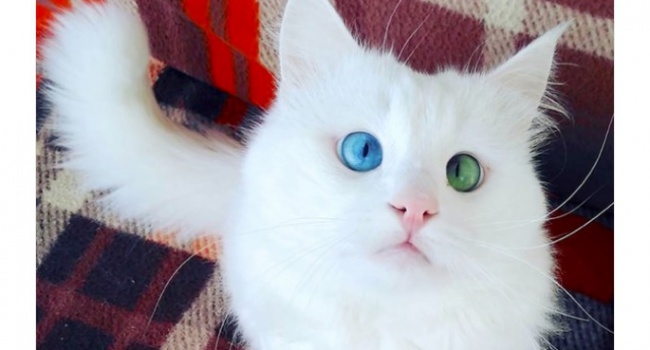 Пользователи нашли самого необычного кота в мире