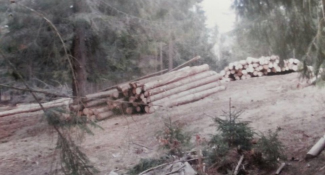 В Ивано-Франковской области под видом дров украли 2,5 млн грн.