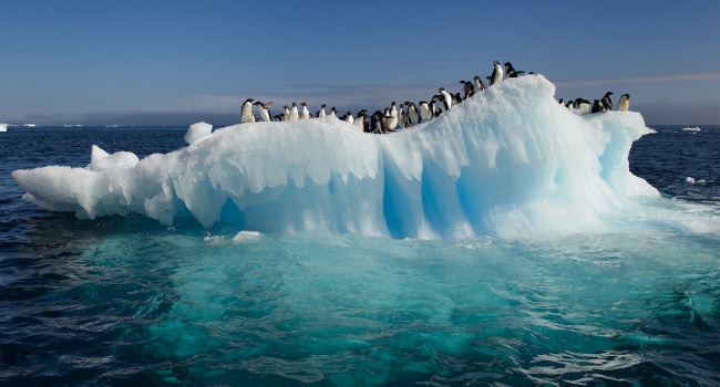 Ученые рассказали об уникальной находке в Антарктиде