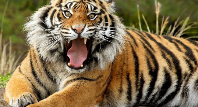 В Голландии весь день искали двух сбежавших тигров