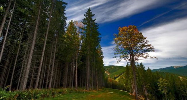 Семерак: подписан закон о запрете вырубки леса в заповедных зонах