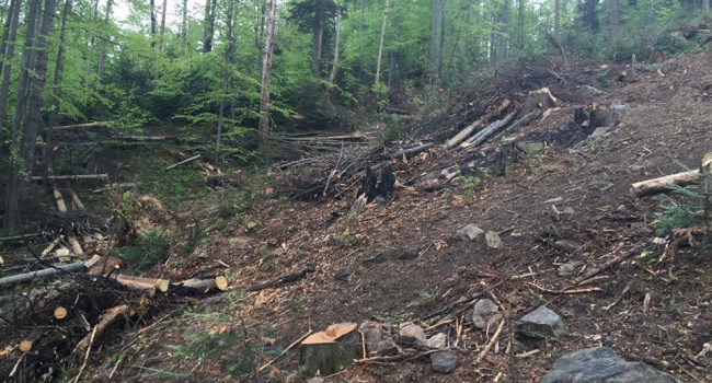 Эксперт увязала природные аномалии и вырубку леса в Карпатах