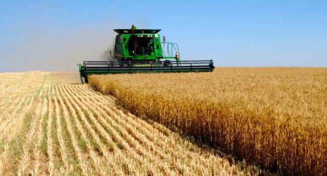 В предстоящем году ожидается снижение мирового производства пшеницы