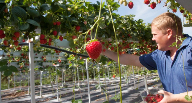 Украинские фермеры успешно покоряют европейские рынки