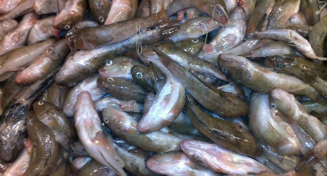 В Азовском море резко упала рыбопродуктивность