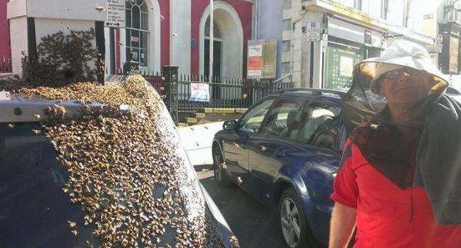20 тысяч пчел «отжали» у британца автомобиль (фото)