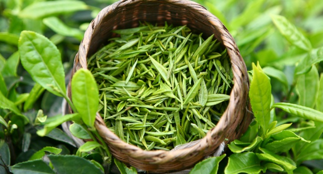 Названы болезни, от которых помогает зеленый чай