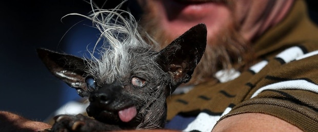 В США нашли самую страшную собаку и заплатили ее хозяину деньги
