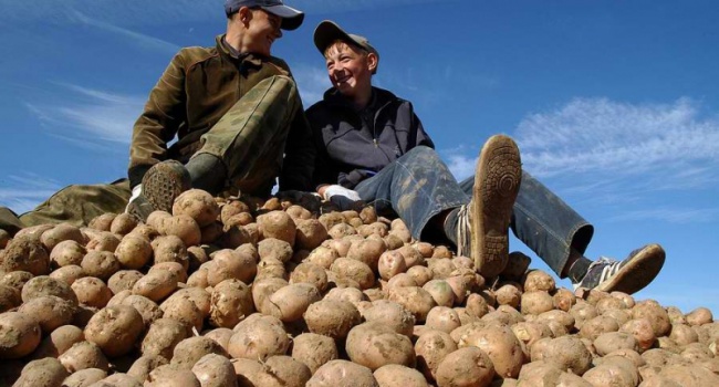 Россияне в виду отсутствия выбора массово перешли на картофель