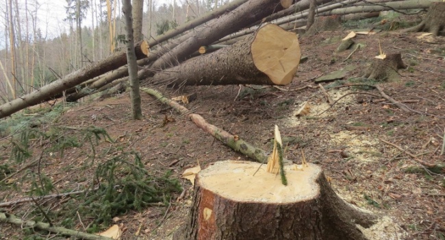Ненаситні заготівельники знищать свій ліс, аби зберегти румунські Карпати