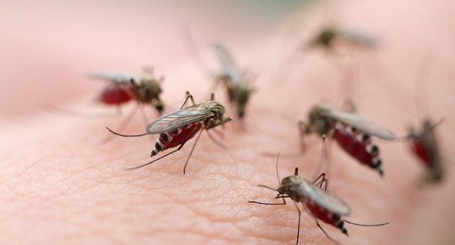 Майже за Біблією: Крим потерпає від нашестя комарів та кліщів