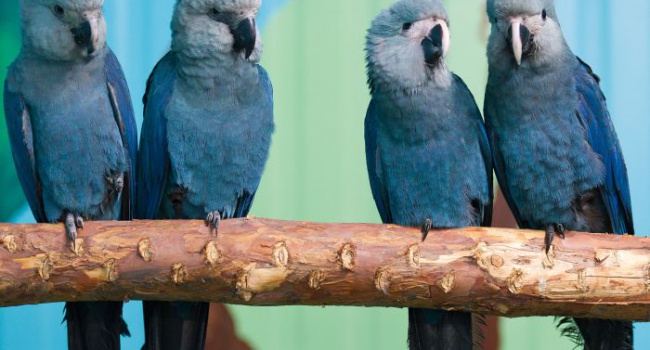 Вперше за 15 років у природі зустріли голубих ара