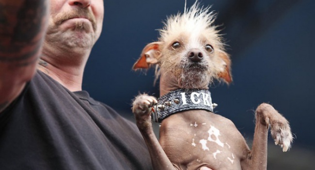 В США нашли самую страшную собаку и заплатили ее хозяину деньги