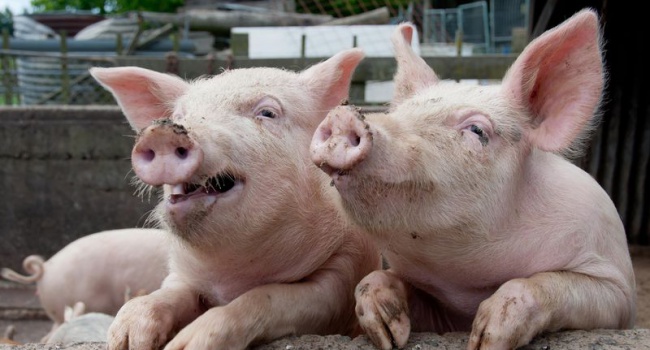 На Миколаївщині спалах африканської чуми свиней